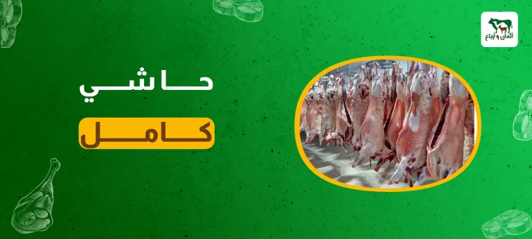حاشي كامل